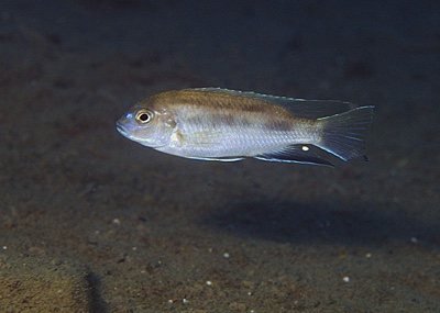 Pseudotropheus livingstonii 'Gome Rock'